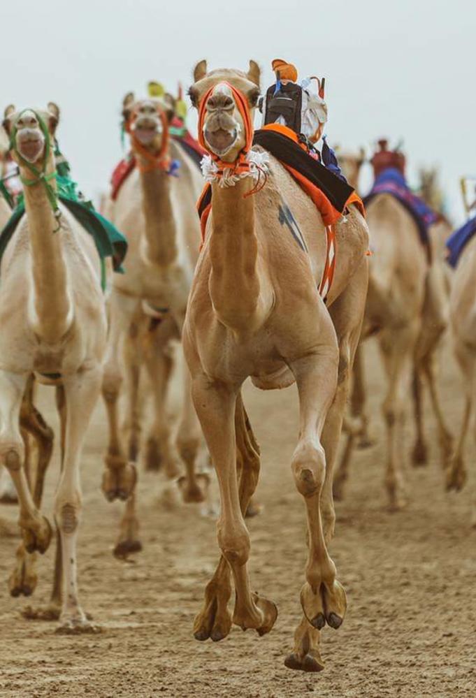 اللجنة المنظمة تعلن موعد بدء التسجيل في مهرجان ولي العهد للهجن