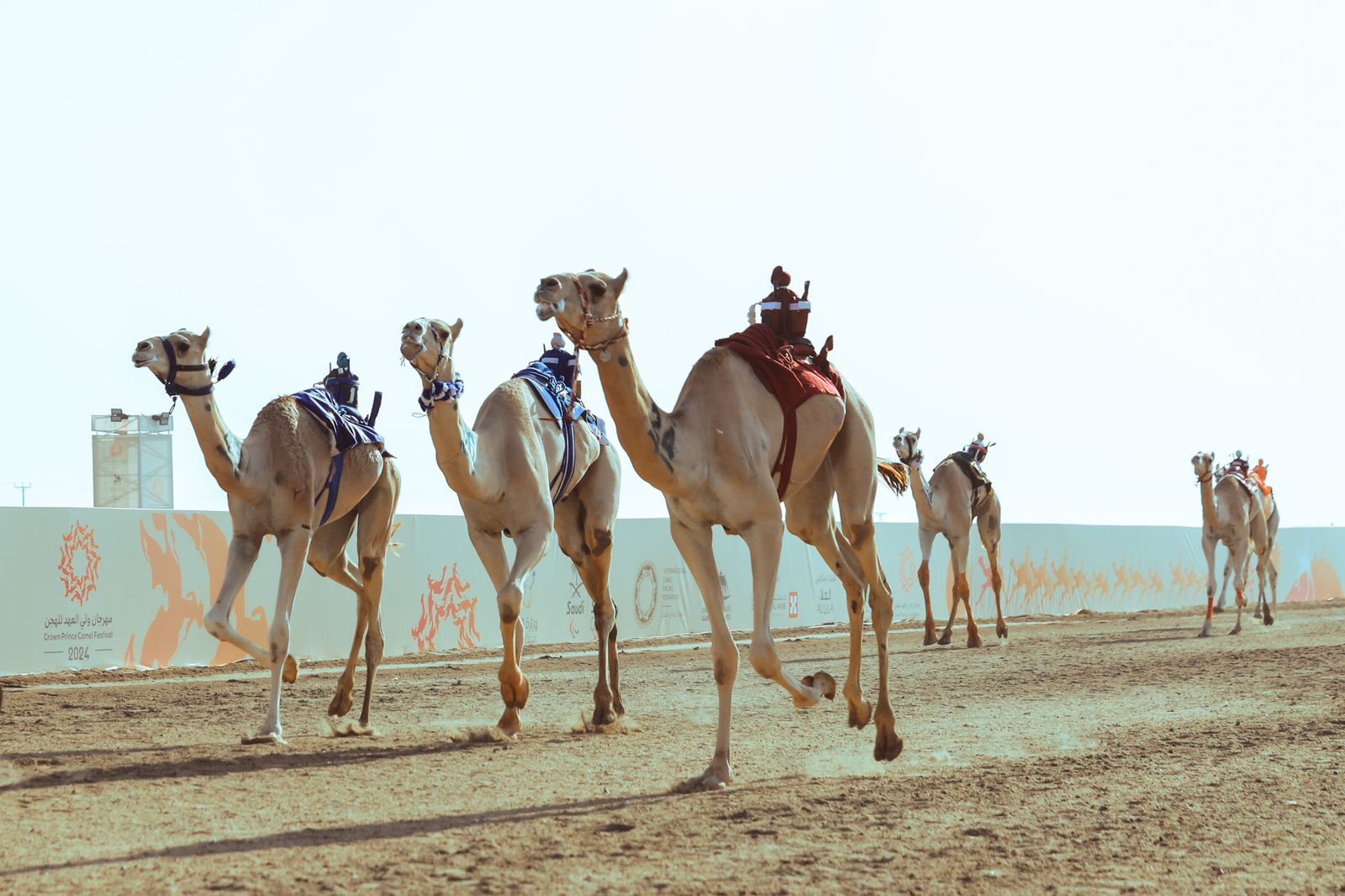 أرقام قياسية لعدد الملاك والمطايا المشاركة.. اختتام المرحلة التمهيدية لمهرجان ولي العهد للهجن في نسختها السادسة