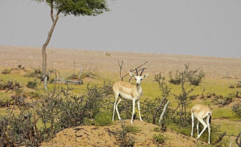 أكثر من 1300 زائر لمحمية المها العربية بولاية هيماء