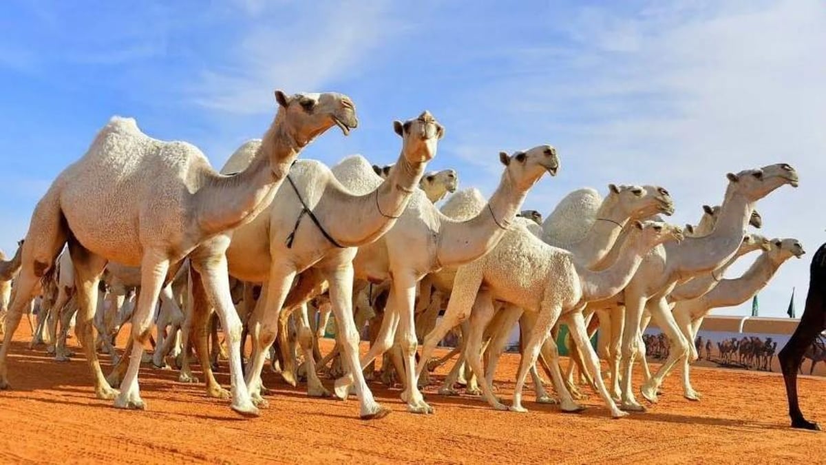 إطلاق أول دبلوم جامعي في تربية ورعاية الإبل