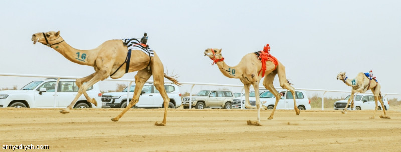 الأحد.. مهرجان الهجن يستكمل بالأشواط النهائية