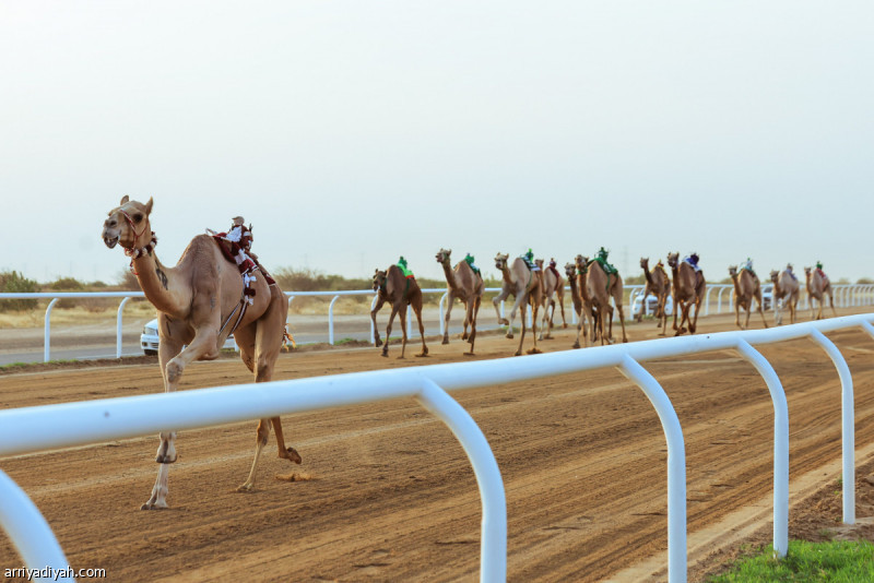 الأربعاء.. انطلاق منافسات الحيل والزمول