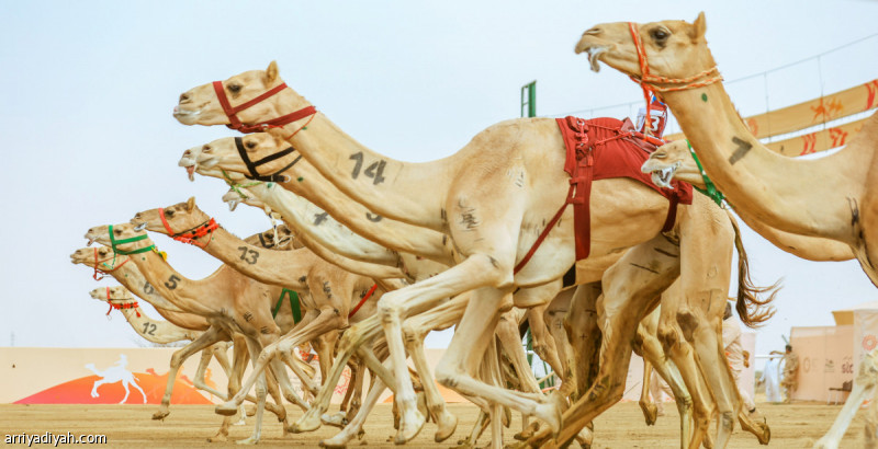 السبت.. مهرجان ولي العهد يستقبل المشاركين