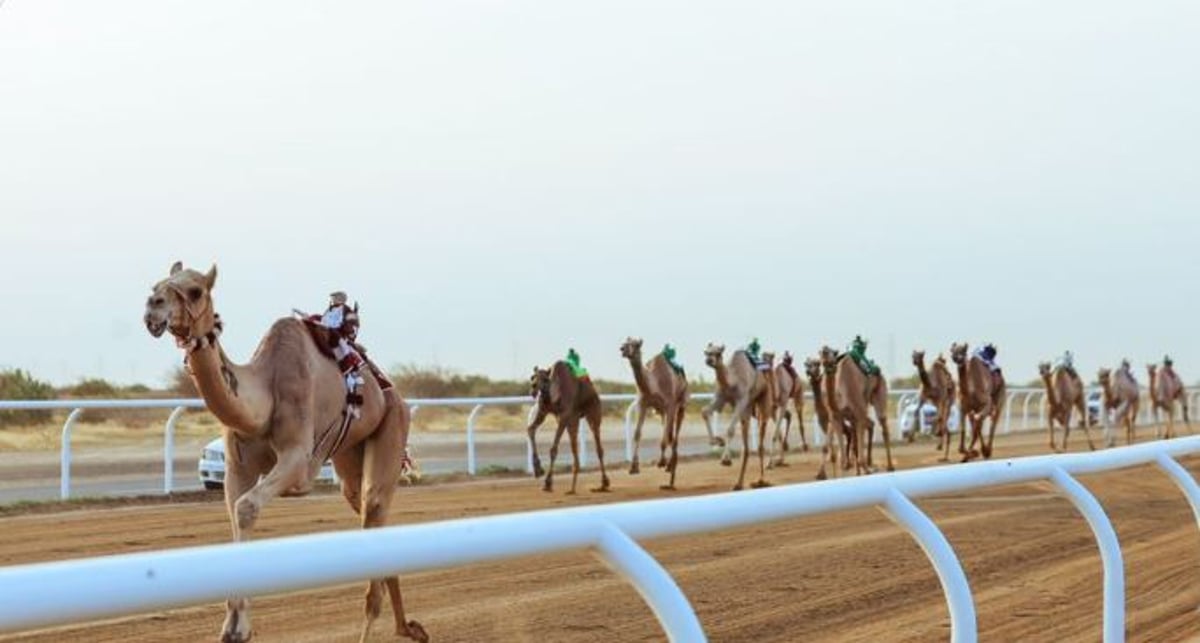 المطية «أمجاد» تفوز بالتوقيت الأفضل لـ «الثنايا» في مهرجان ولي العهد للهجن