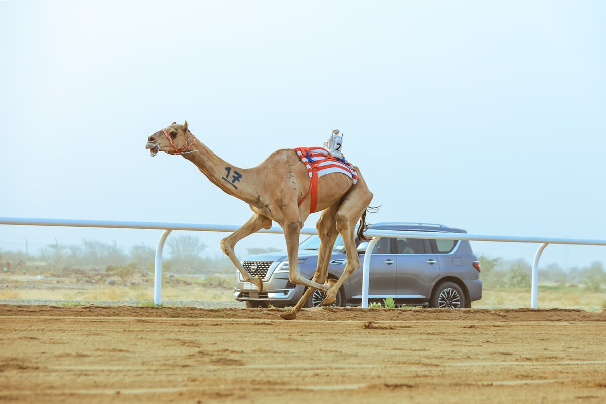 مهرجان ولي العهد بالطائف يختتم مرحلته التمهيدية