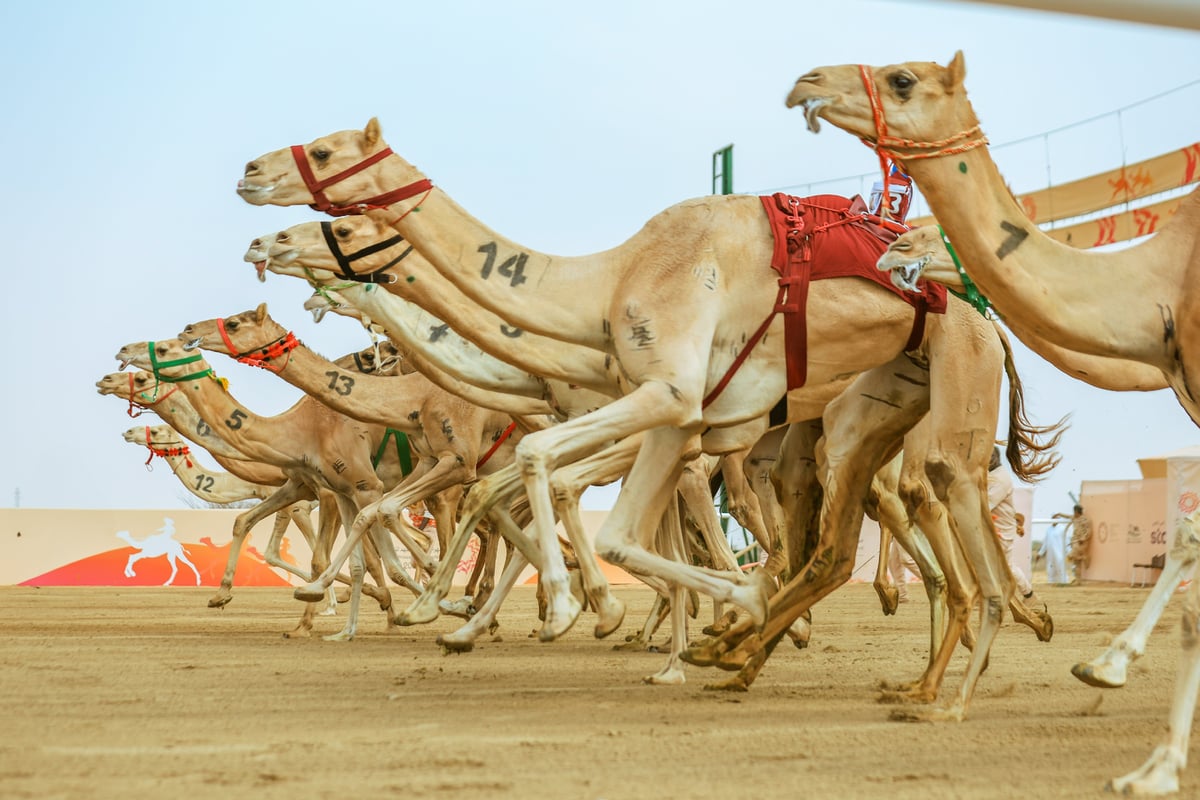 مهرجان ولي العهد للهجن يستقبل المشاركين في أشواط المرحلة النهائية.. غداً