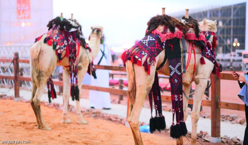 جادة الطائف.. ملاك الإبل يشاركون في التحكيم