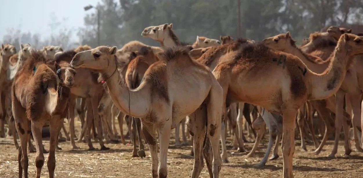 شرطة مكة تستدعي مالك إبل بالطائف للتحقق من ادّعاء تعرُّض إحداها للطعن