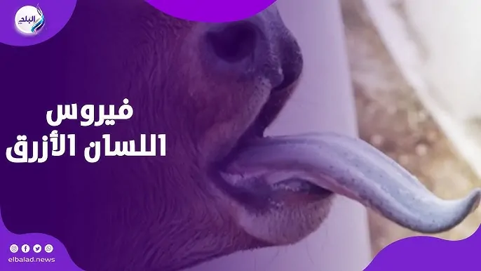 فيروس اللسان الأزرق