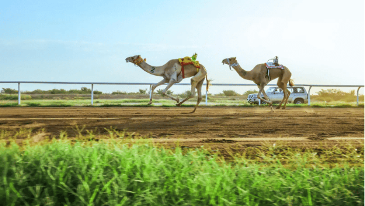 «مياسة» الأفضل في فئة «حيل وزمول» بالمرحلة النهائية لمهرجان ولي العهد للهجن