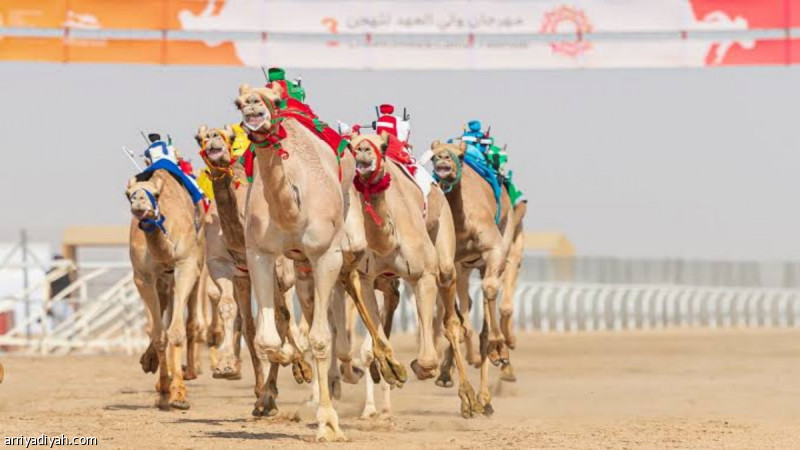 الجمعة.. انطلاق تحدي الهجن في تبوك