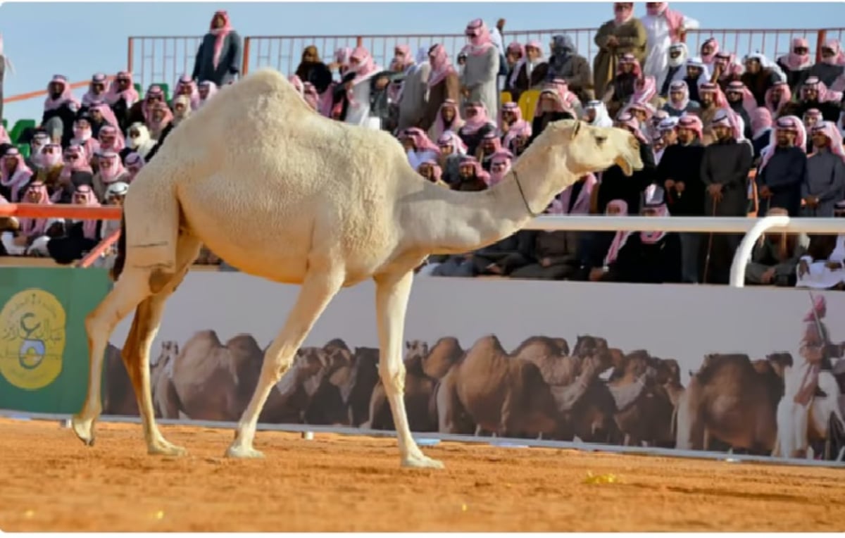 “صوت النجر” يعيد لزوار مهرجان جادة الإبل في الطائف إرث الماضي