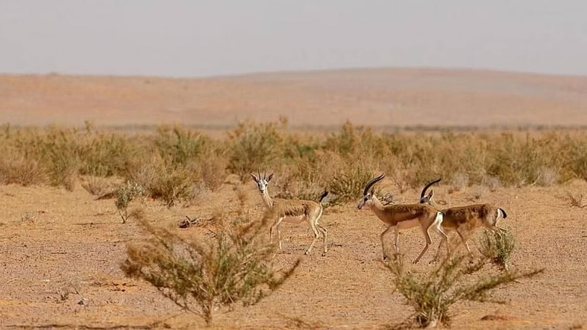 محمية الإمام تركي بن عبدالله الملكية تحظر أنشطة الصيد الجائر ضمن نطاقها