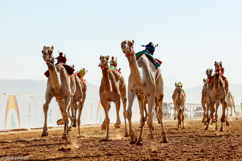 السعوديون والإماراتيون يتصدرون تحدي الهجن