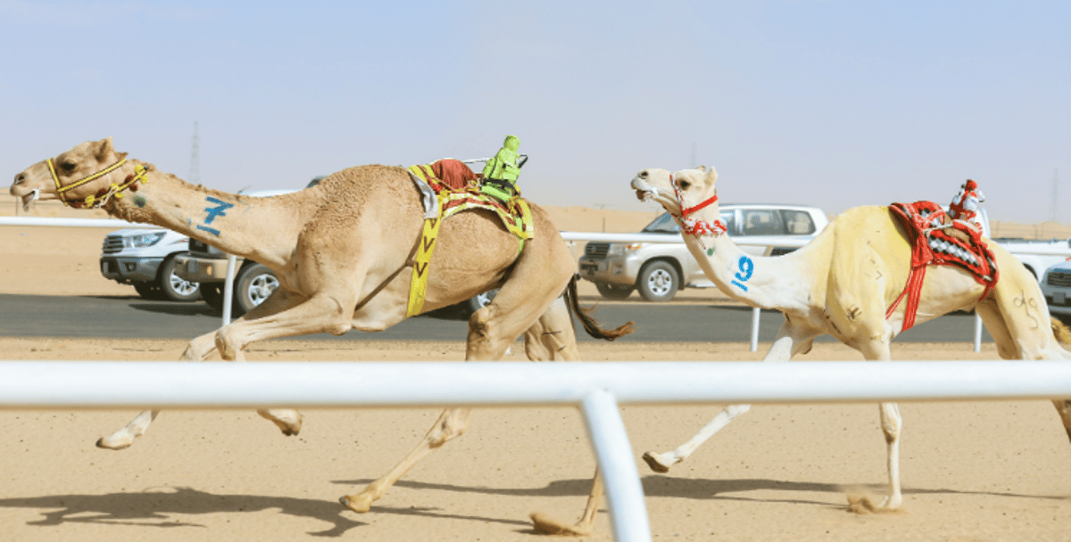 ملاك الهجن السعوديون يتألقون بـ 3 كؤوس و9 أشواط في كأس الأولمبية