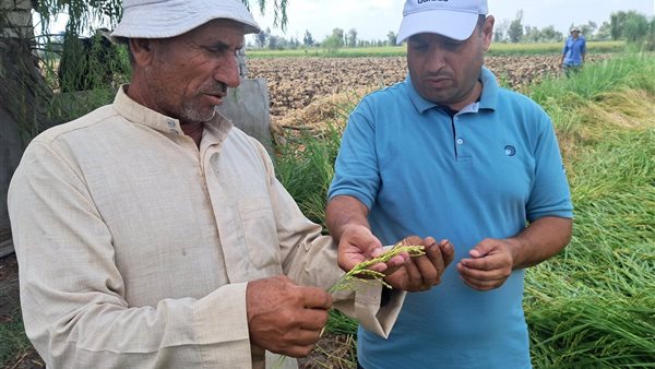 النهارده عيدنا بحصاد الأرز بعد تعب ثلاثة أشهر