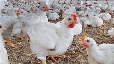 الكيلو 63 جنيه..اسعار الفراخ اليوم السبت 30-8-2025