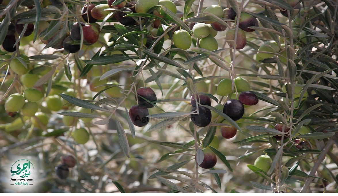 “ذهب مصر الأخضر” : الزيتون المصري يغزو الأسواق العالمية بجودته الفريدة