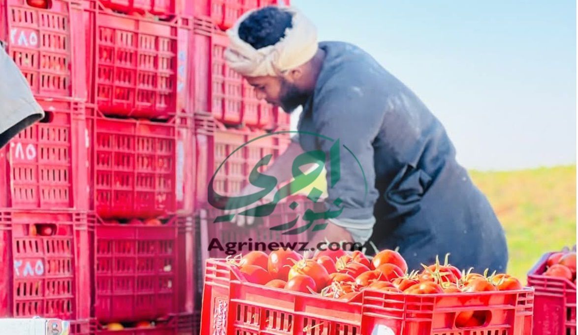 نقيب الفلاحين: أسعار الطماطم ترتفع إلى 30 جنيهًا للكيلو خلال الأيام المقبلة