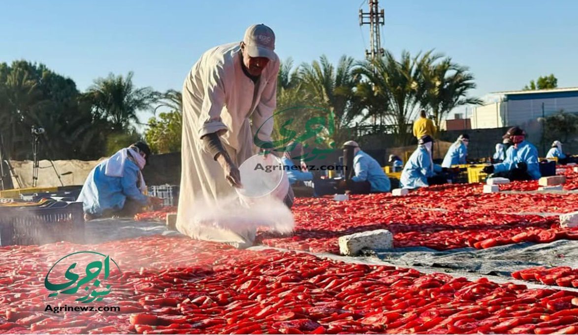 تجفيف الطماطم بالأقصر.. مشروع وطني لحماية المزارعين وخلق فرص عمل
