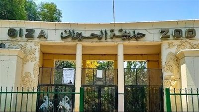 «الأسود تعود إلى عرينها».. حديقة الحيوان بالجيزة تستعد لافتتاح طال انتظاره