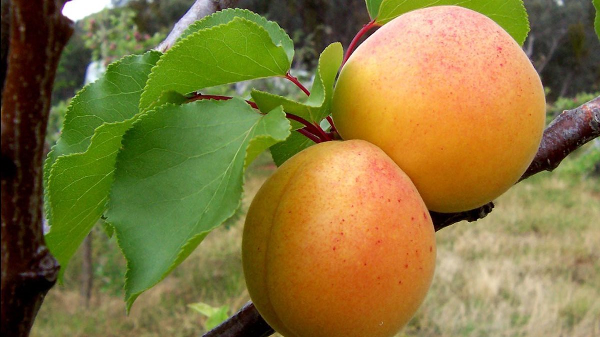 تفسير رؤية المشمس لابن سيرين وعلاقتها بزواج العزباء