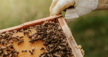 رئاسة مركز الداخلة تطرح طرود وخلايا نحل كرينولى بأسعار مخفضة.. تفاصيل