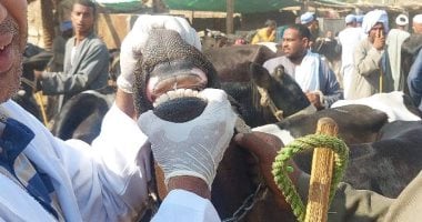 فرق الطب البيطرى بالأقصر تحصن الماشية بالأسواق الأسبوعية ضد الأمراض الوبائية.. صور