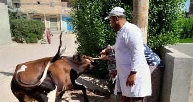 تحصين 55377 رأس ماشية ضمن حملات بيطرية فى الإسماعيلية
