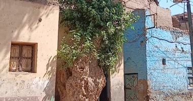 عمرها يفوق 150 عاما.. شجرة جميز “الحسانى” بقنا رمزا للطقوس الاجتماعية والمناسبات