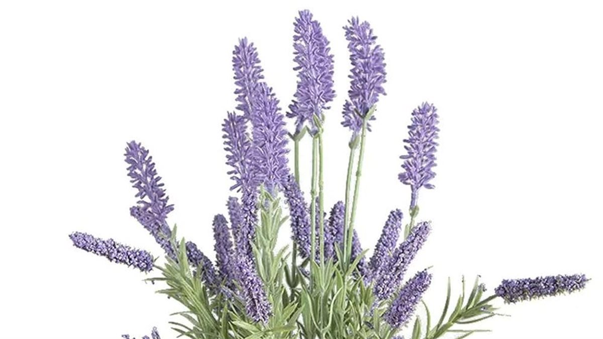 4 نباتات منزلية تساعد على تخفيف التوتر وتعزز التركيز