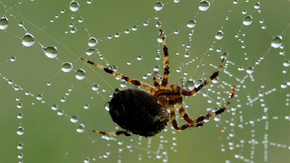 تفسير رؤية خيوط العنكبوت في المنام لابن سيرين وعلاقتها بالتخلص من الهموم