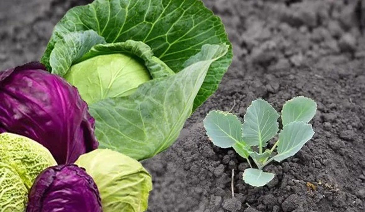 8 أنواع من الخضروات يمكن زراعتها في سبتمبر للحصاد من الخريف إلى الربيع