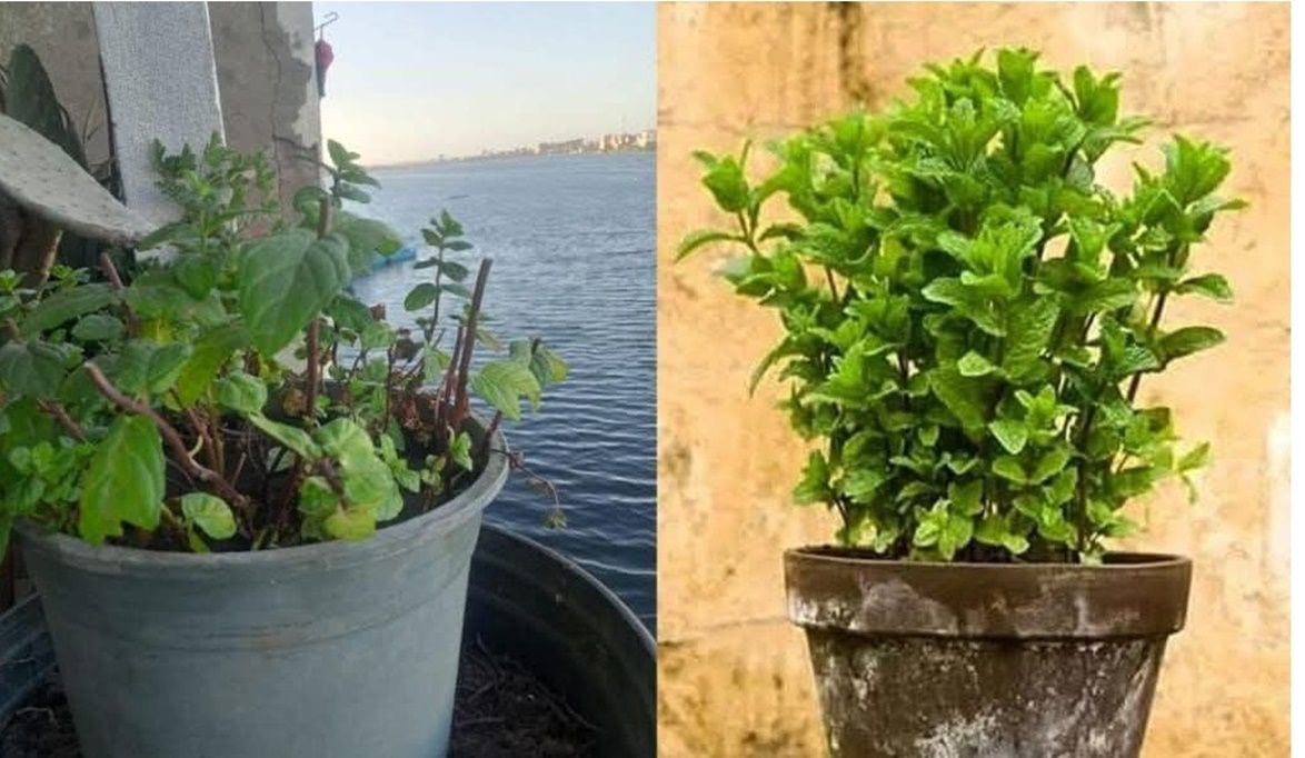 أبرز مشاكل النباتات المنزلية وطرق علاجها للحفاظ على صحة وجمال الحدائق