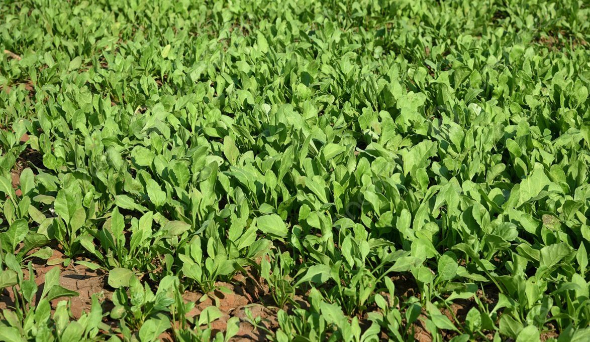 أكبر 10 دول في زراعة السبانخ .. والصين تحتل المركز الاول