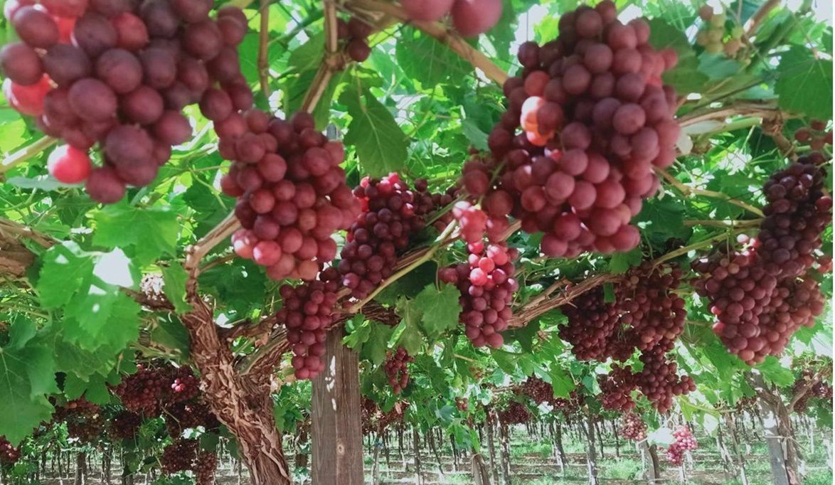 ابدأ مشروع زراعة العنب بأقل تكلفة وربح مضمون بخطوات بسيطة