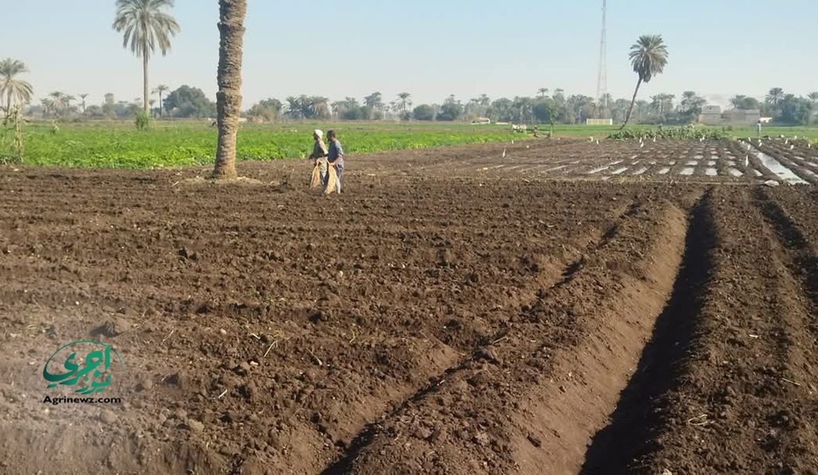 الأقصر تخصص أراضٍ لمشاريع زراعية جديدة في أرمنت