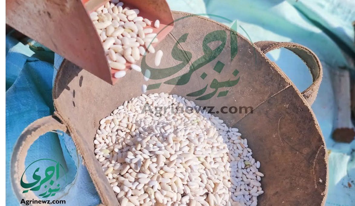 “الإرشادات الكاملة لزراعة وإنتاج وتخزين الفاصوليا البيضاء لضمان جودة المحصول ورفع كفاءته التصديرية”