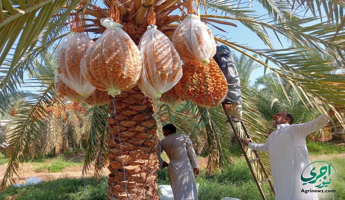 البلح: غذاء طبيعي غني بالفوائد الصحية والطاقة ومضاد للالتهابات