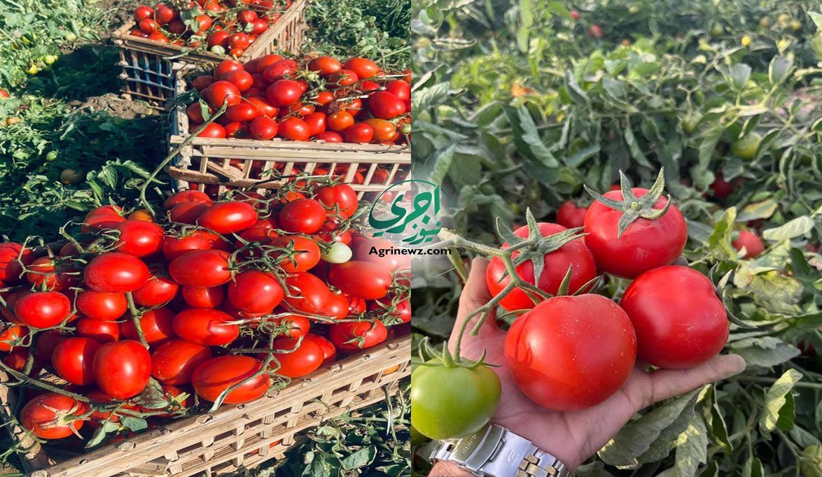 الغرف التجارية: ارتفاع أسعار الطماطم مؤقت .. والعودة للاستقرار مع بداية العروة الشتوية
