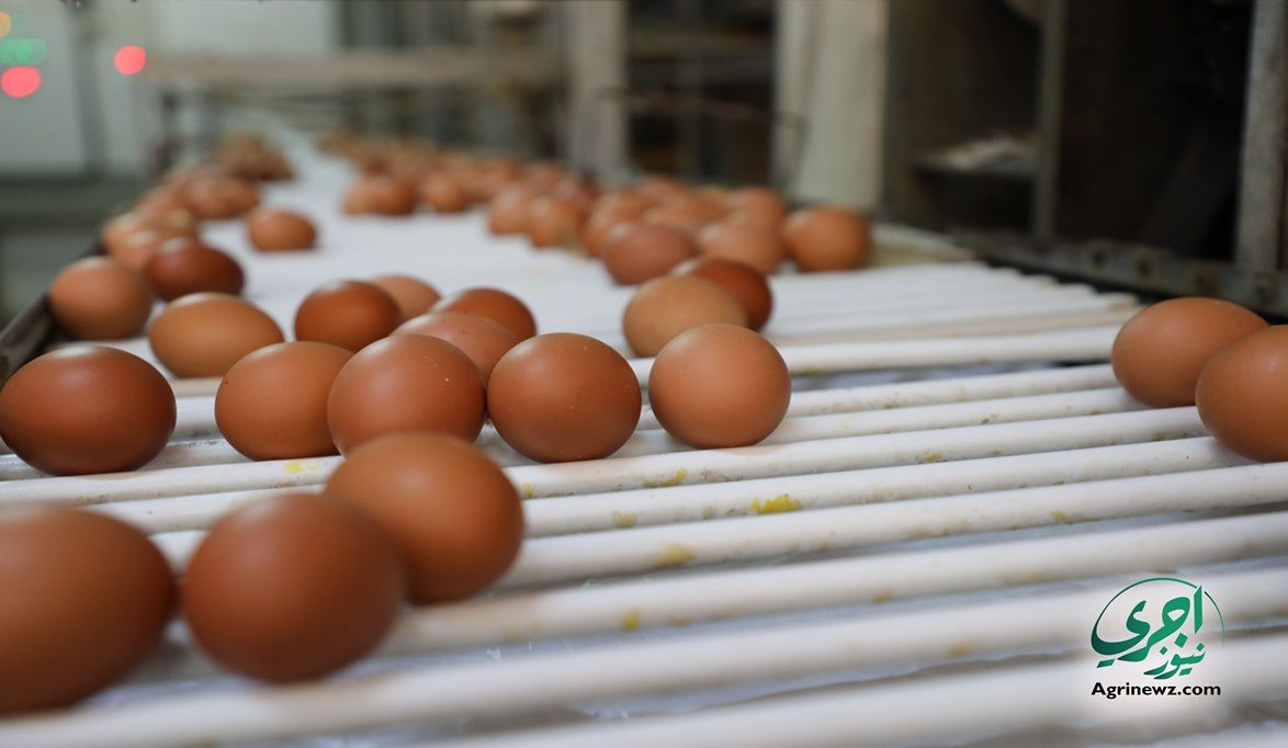 تنوع أسعار البيض اليوم في بورصة الدواجن ومحال الجملة  .. تحديث لحظي
