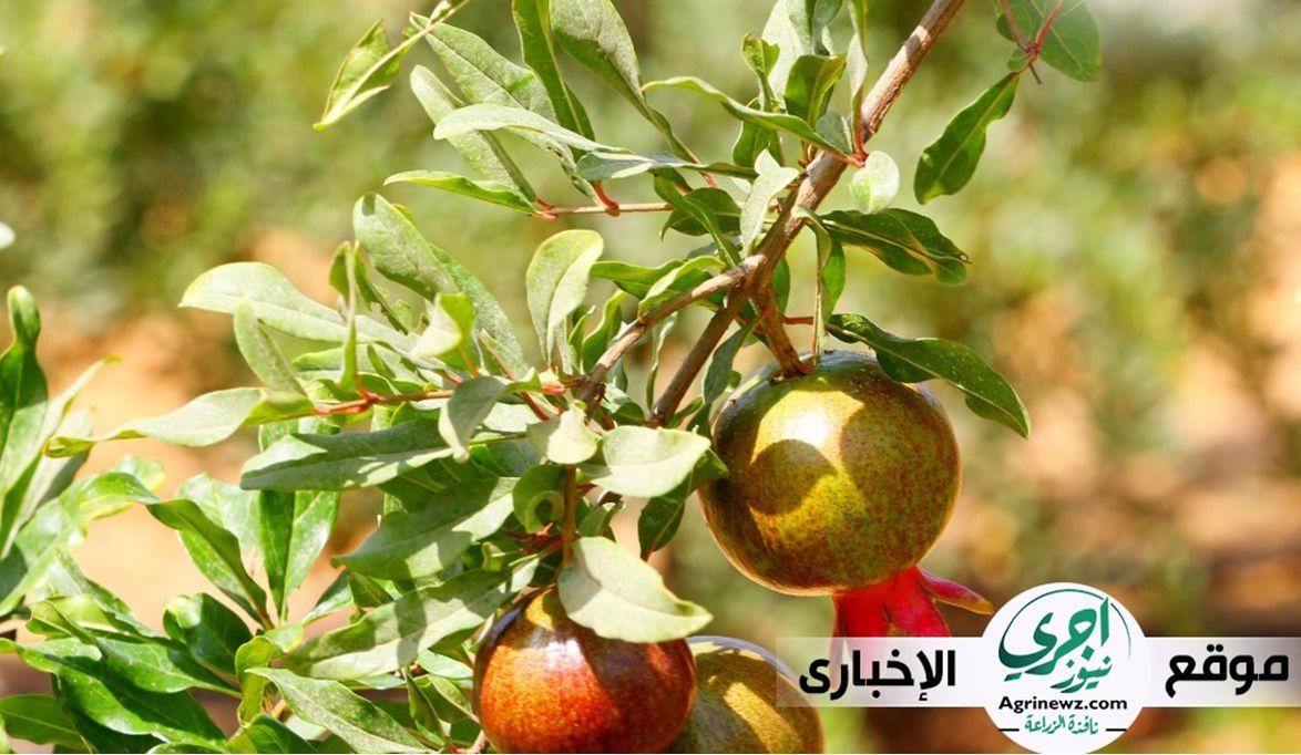 تُعد شجرة الرمان واحدة من الأشجار المثمرة ذات محصول وفير .. التفاصيل الكاملة