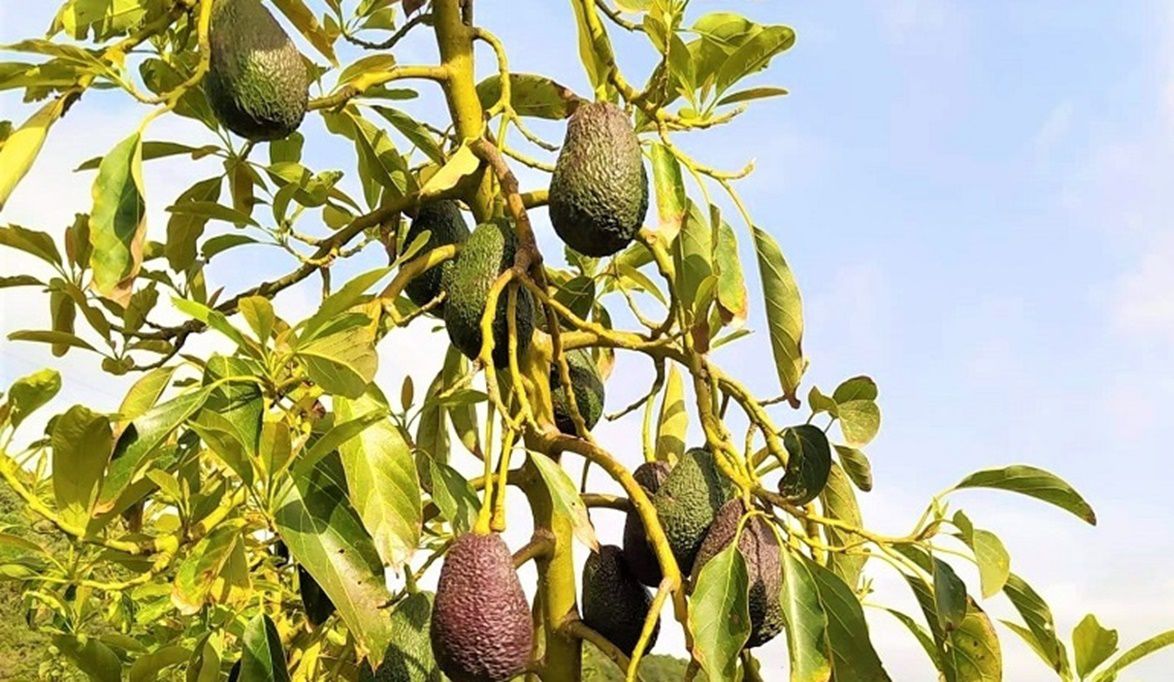 خطوات زراعة الأفوكادو من البذور الي الثمرة بدون إخطاء بالمنزل  .. الخطوات