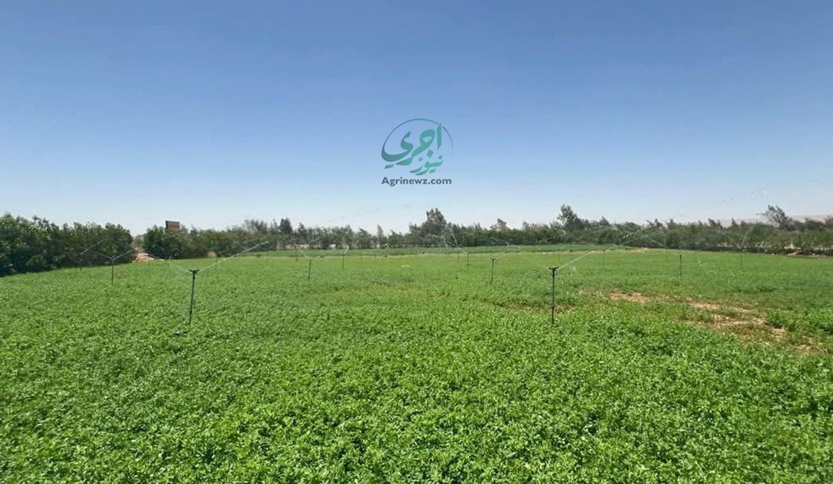 خلال شهر سبتمبر .. مواعيد زراعة البرسيم المسقاوى والحجازى