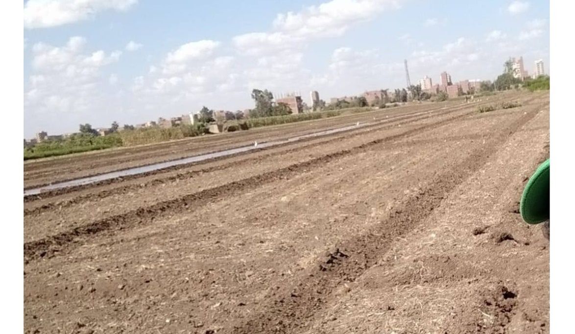 زراعة المنوفية تعلن الأصناف الموصى بها من القمح والفاصوليا للموسم الشتوي