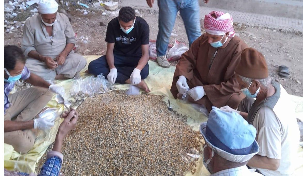زراعة المنوفية تقود حملة وطنية غير مسبوقة لمكافحة القوارض وحماية المحاصيل الاستراتيجية