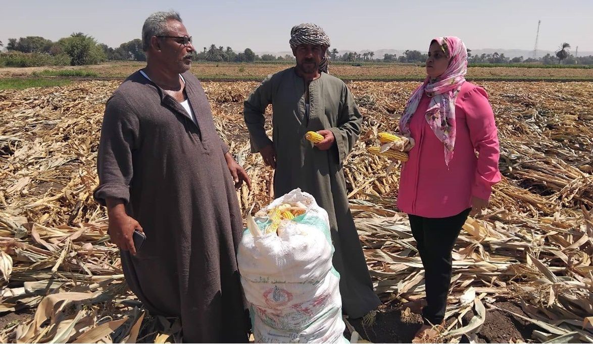 زراعة المنيا: حصاد الذرة الشامية يبدأ في الحقول الإرشادية ويحقق 4.5 طن للفدان
