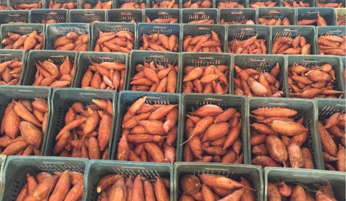 صادرات البطاطا الحلوة في صدارة  الخضراوات المصرية خلال الأسبوع الماضي بواقع 13 ألف طن