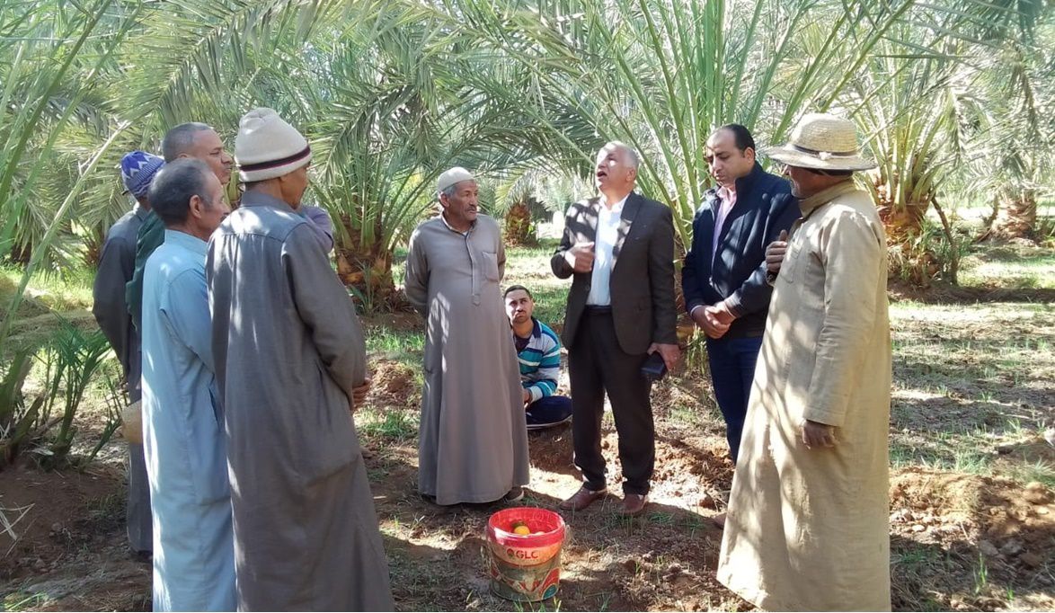 طرق التسميد الصحيحة للنخيل .. جربها