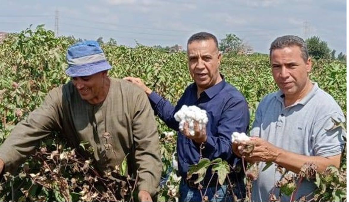 فرحة حصاد “الذهب الأبيض” تزين دراجيل بمركز الشهداء في المنوفية